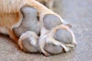 Come curare le ferite ai polpastrelli dei cani