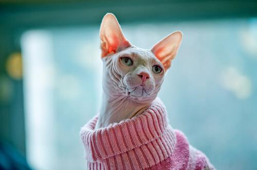 Sphynx con maglione rosa
