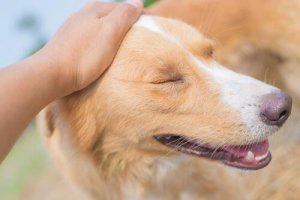 Accarezzare un cane: in che modo e dove?