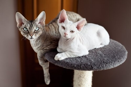 Due gatti su un trespolo.