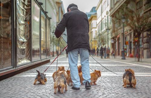 Anziano con cani a passeggio 