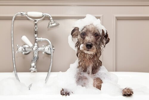 Come fare il bagno al cane in inverno