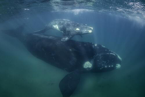 Balena con cucciolo in mare 