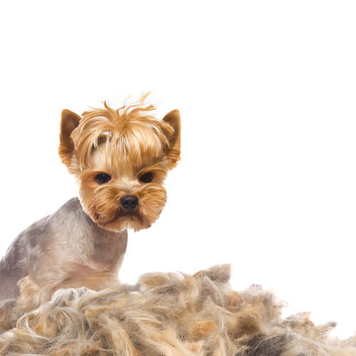 Perdita di pelo nei cani: cause e trattamento