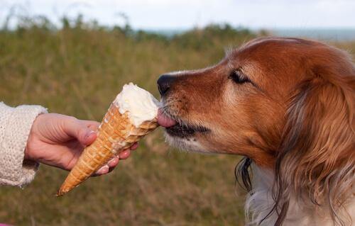 Cane che lecca cono gelato