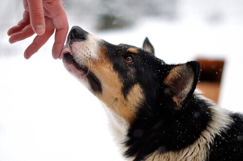 Cane che lecca la mano del padrone
