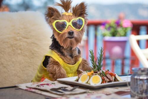 Cane con occhiali che mangia insalata a tavola 