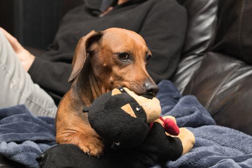 Cane con pupazzo in bocca