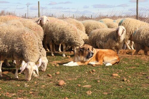 Cane pastore e pecore