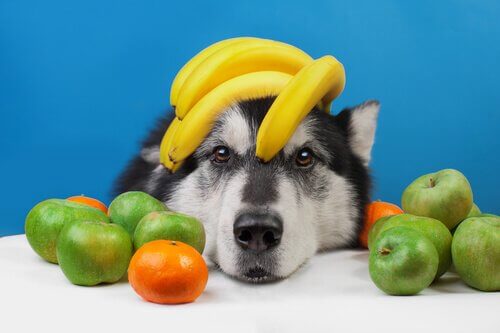 Frutta per il cane