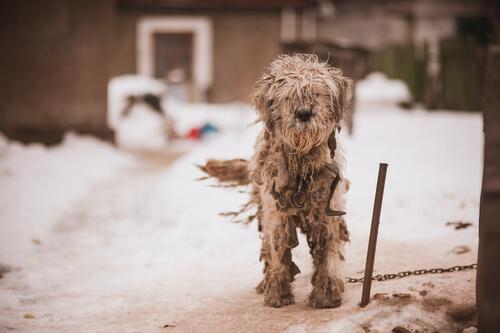 Cane legato sulla neve 