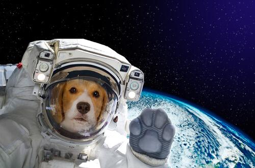 Cane nello spazio