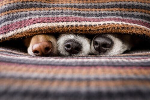 Musi di cane sotto le coperte 