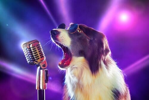 Canzoni sui cani: ecco le 8 migliori