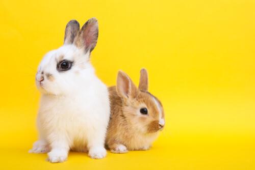 Caratteristiche e come prendersi cura del coniglio nano