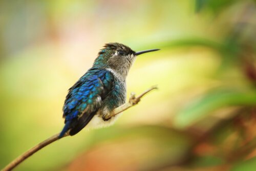 Specie di uccelli che vivono in Panama