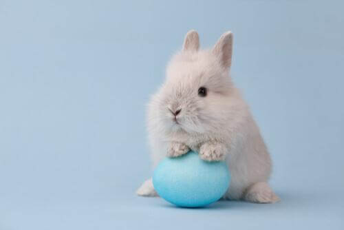 Coniglio nano con palla celeste