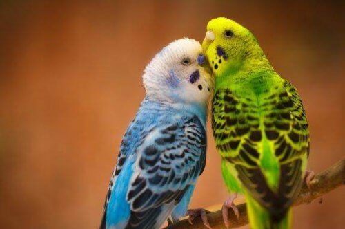 I pappagallini: gli uccellini fedeli al loro partner