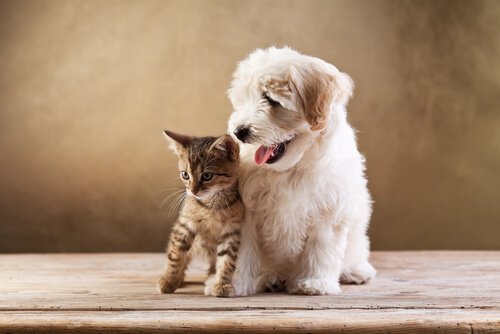 Differenze tra cani e gatti