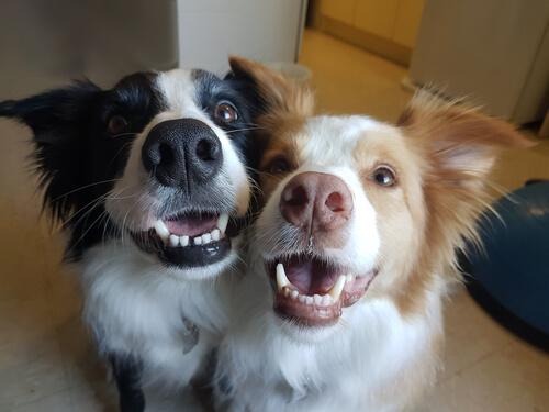 Due cani vicini 