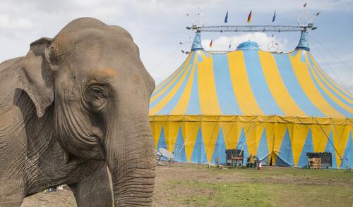 Elefante al circo e tendone 