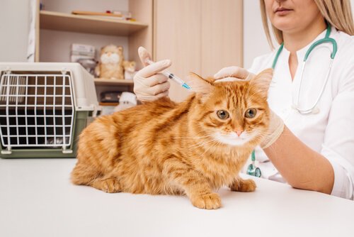 veterinario fa la puntura al gatto 