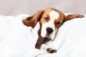 Filariosi canina: cause e trattamento