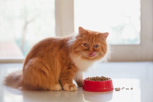 Gatto che mangia crocchette in ciotola rossa 