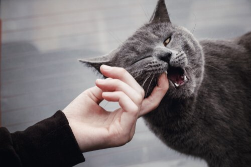 Gatto morde dito della padrona
