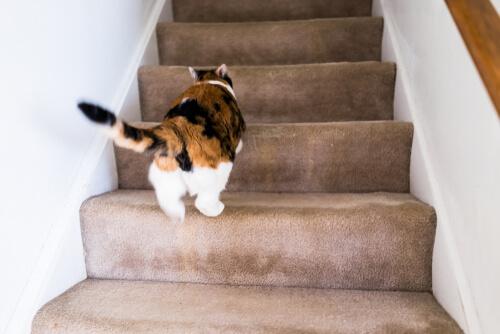 Perché il gatto corre come un pazzo per casa?
