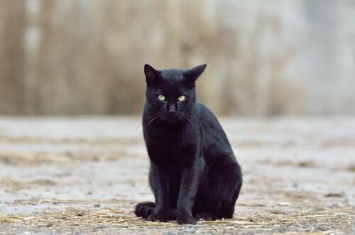 Gatto nero seduto per strada 