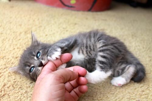 Gatto gioca con mano del padrone