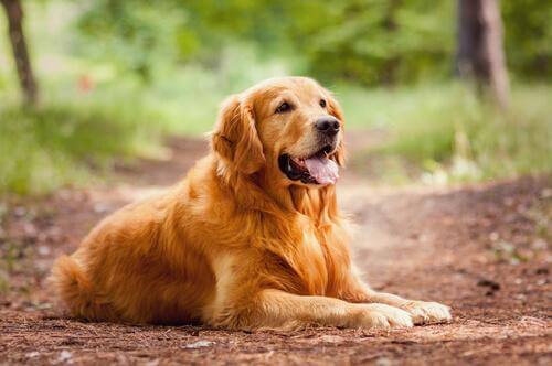 Golden Retriever sdraiato nel bosco