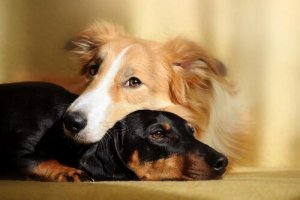 I benefici di avere due cani in casa