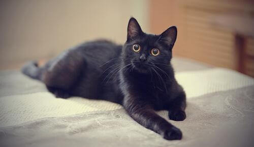 Conosciamo insieme il mito del gatto nero