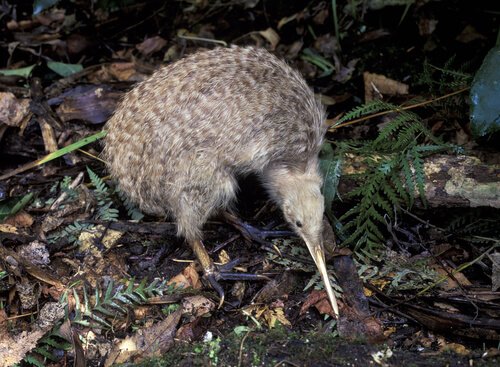 Kiwi uccello tra le foglie