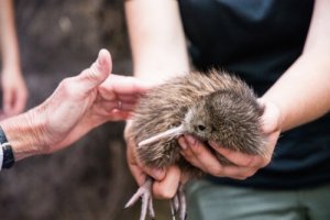 Il kiwi è stato salvato dall'estinzione