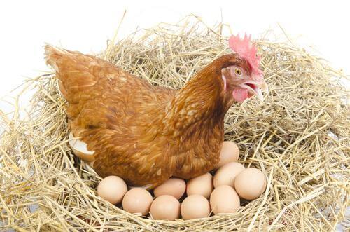 Le galline depongo uova tutti i giorni?