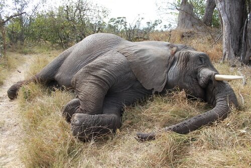 Massacro di 100 elefanti in Botswana