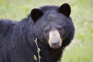 Orso nero: il "padrone" dell'America del Nord