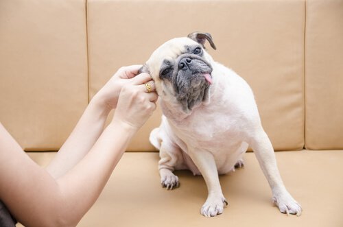 Come pulire le orecchie del cane