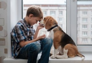 Ecco tutto quello che c'è da sapere sul Beagle