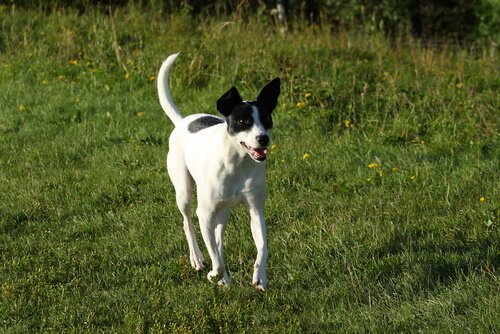 Rat terrier