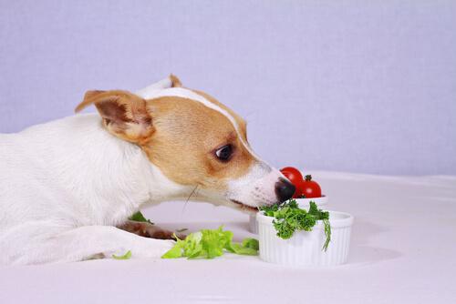 Ricette di insalate per cani: alcune opzioni