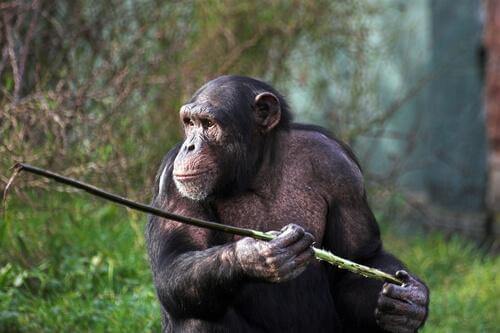 Gli scimpanzé di Fongoli cacciano con la lancia