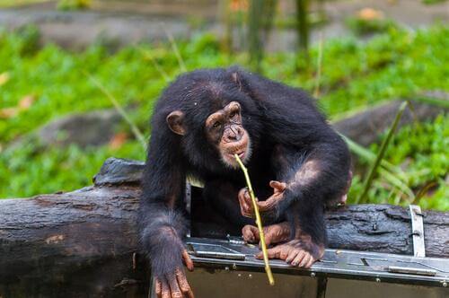Scimpanzé con la canna da pesca