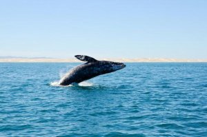 Scoperte delle balene estinte sulle coste spagnole