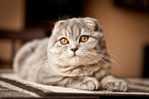 Scottish Fold sdraiato