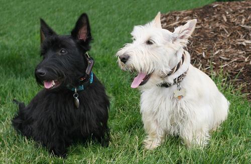 Due esemplari di scottish terrier