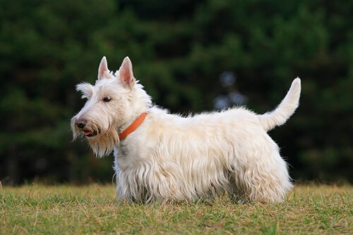 Scottish terrier